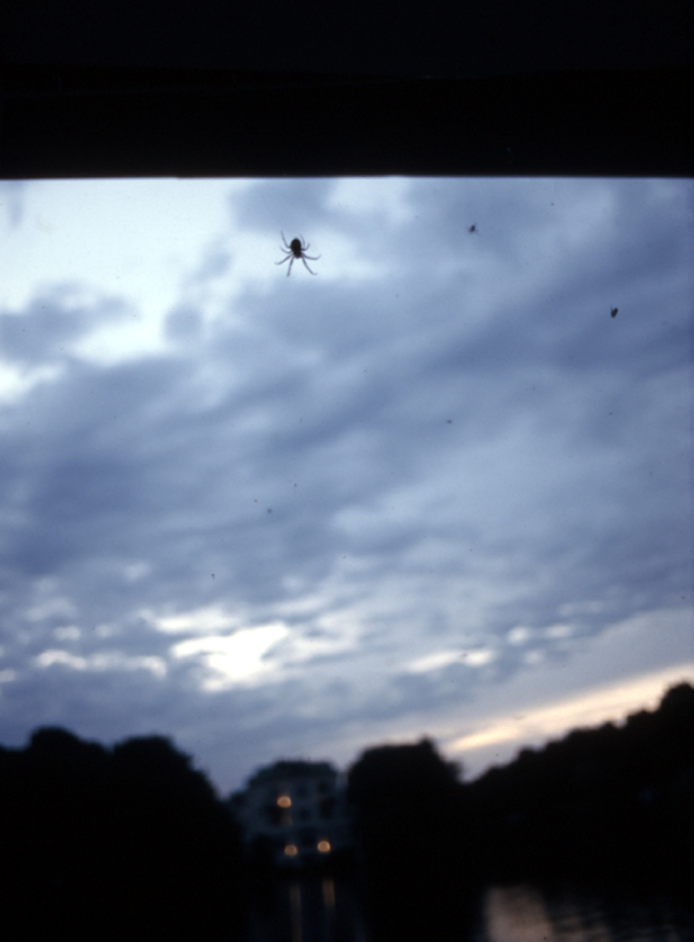 C-Print Spinne